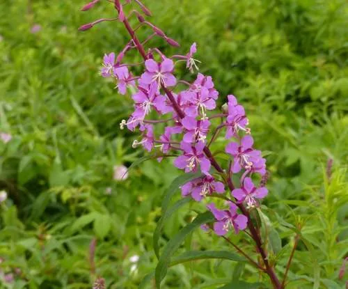 Fireweed (Chamaenerion angustifolium), photograph