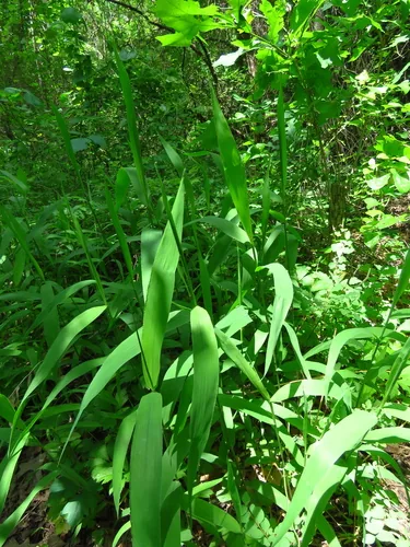 Photo: (c) Annika Lindqvist, some rights reserved (CC BY) · cc-by · via iNaturalist Northern Sea Oats (Chasmanthium latifolium), photograph