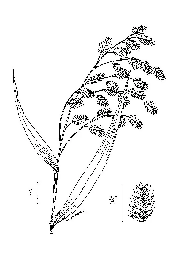 Northern Sea Oats (Chasmanthium latifolium), botanical illustration