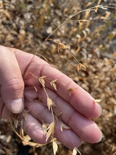 Northern Sea Oats (Chasmanthium latifolium), photograph