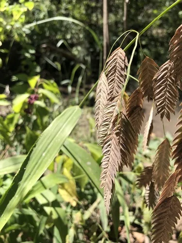 Photo: (c) Sophia K, some rights reserved · CC BY · via iNaturalist northern sea oats (Chasmanthium latifolium), photograph