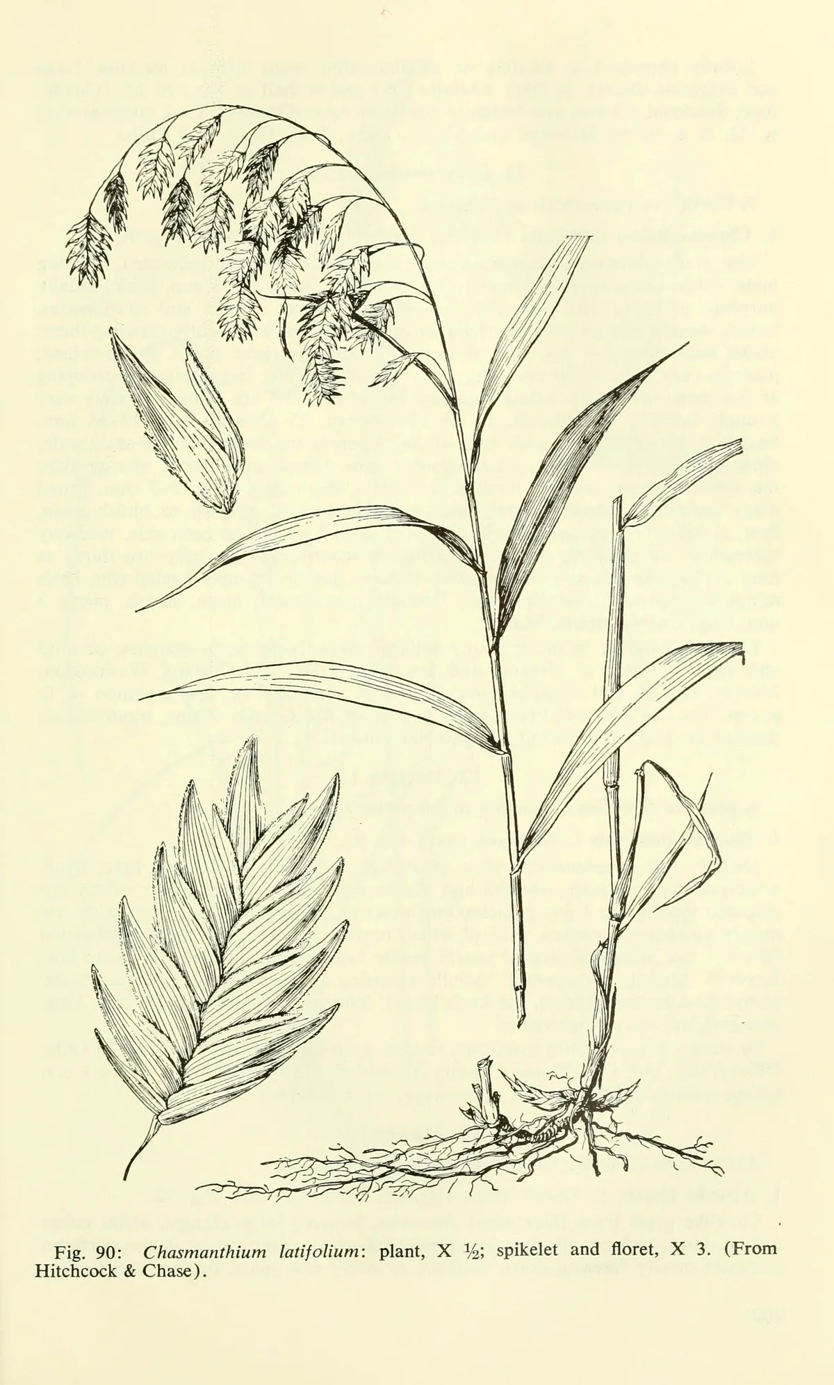 Northern Sea Oats (Chasmanthium latifolium), botanical illustration