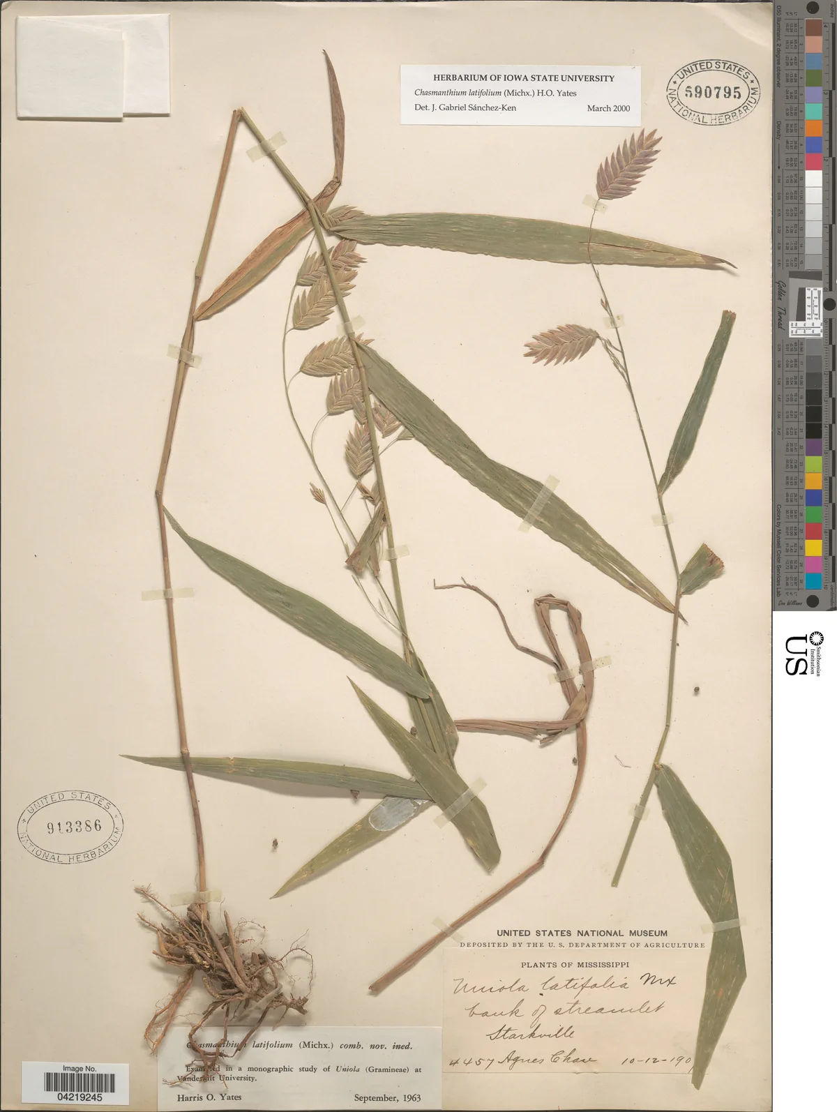 Northern Sea Oats (Chasmanthium latifolium), photograph
