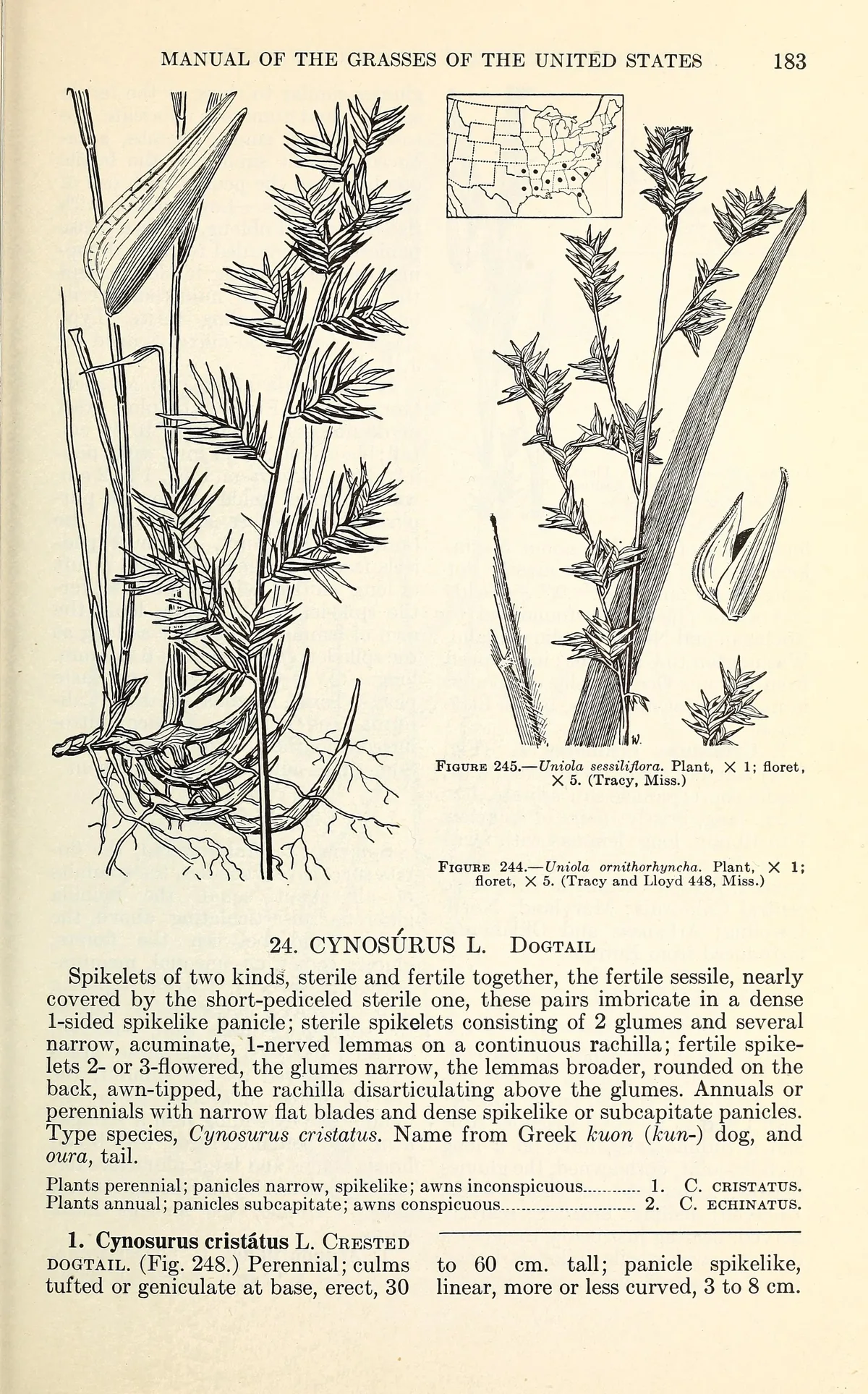 Wood Oats (Chasmanthium laxum), botanical illustration