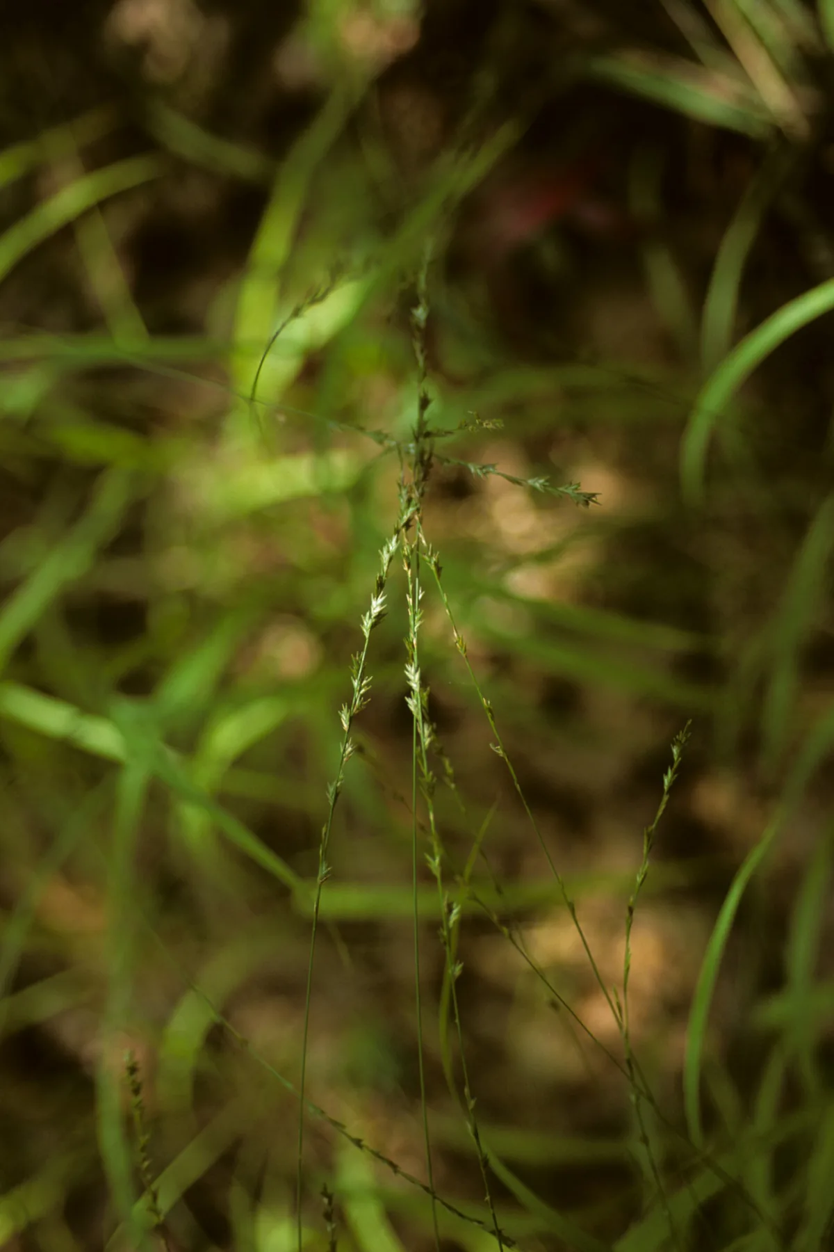 Photo: NMNH - Botany Dept. · CC0 · via Smithsonian wood oats (Chasmanthium laxum), photograph