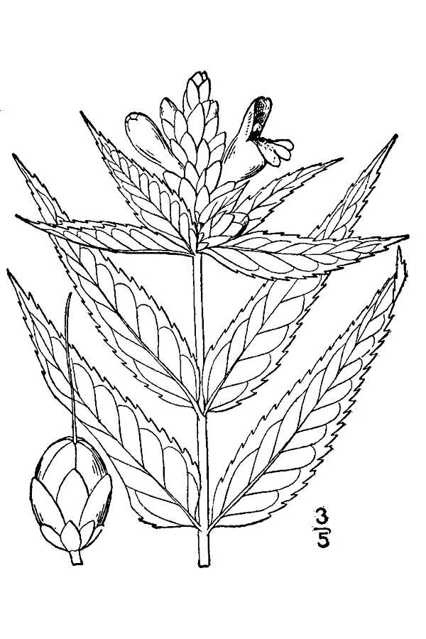 White Turtlehead (Chelone glabra), botanical illustration