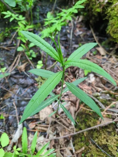 Photo: no rights reserved · cc0 · via iNaturalist White Turtlehead (Chelone glabra), photograph