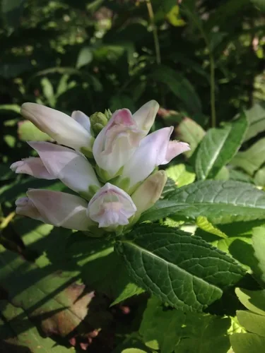 White Turtlehead (Chelone glabra), photograph