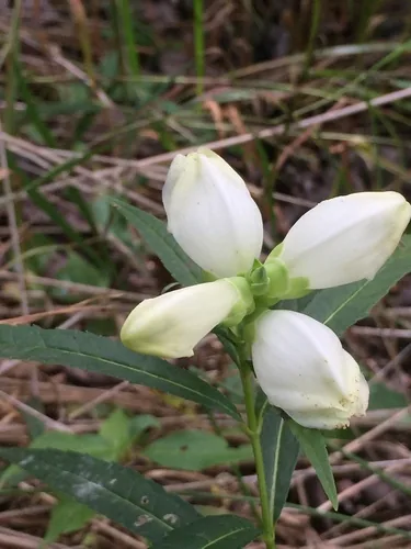 Photo: no rights reserved · CC0 · via iNaturalist white turtlehead (Chelone glabra), photograph