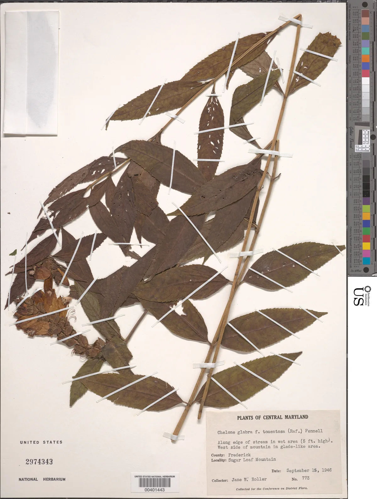 White Turtlehead (Chelone glabra), photograph