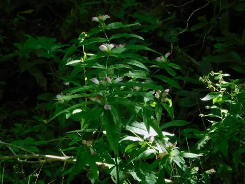 White Turtlehead (Chelone glabra), photograph