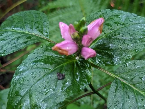 Photo: (c) Alan Rockefeller, some rights reserved · CC BY · via iNaturalist chelone (Chelone lyonii), photograph