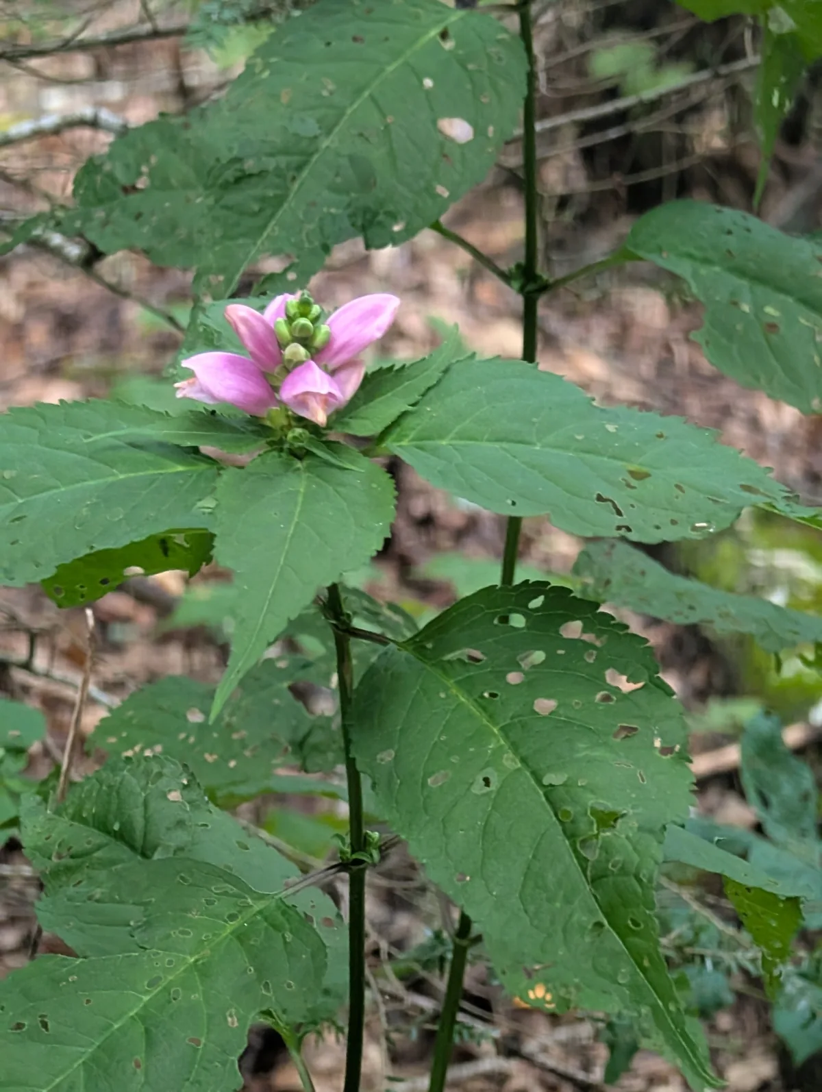 Chelone (Chelone lyonii), photograph