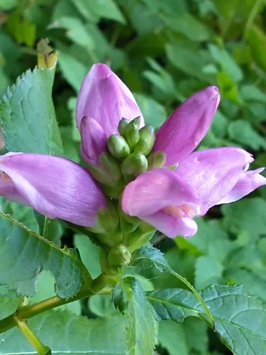 Chelone (Chelone lyonii), photograph