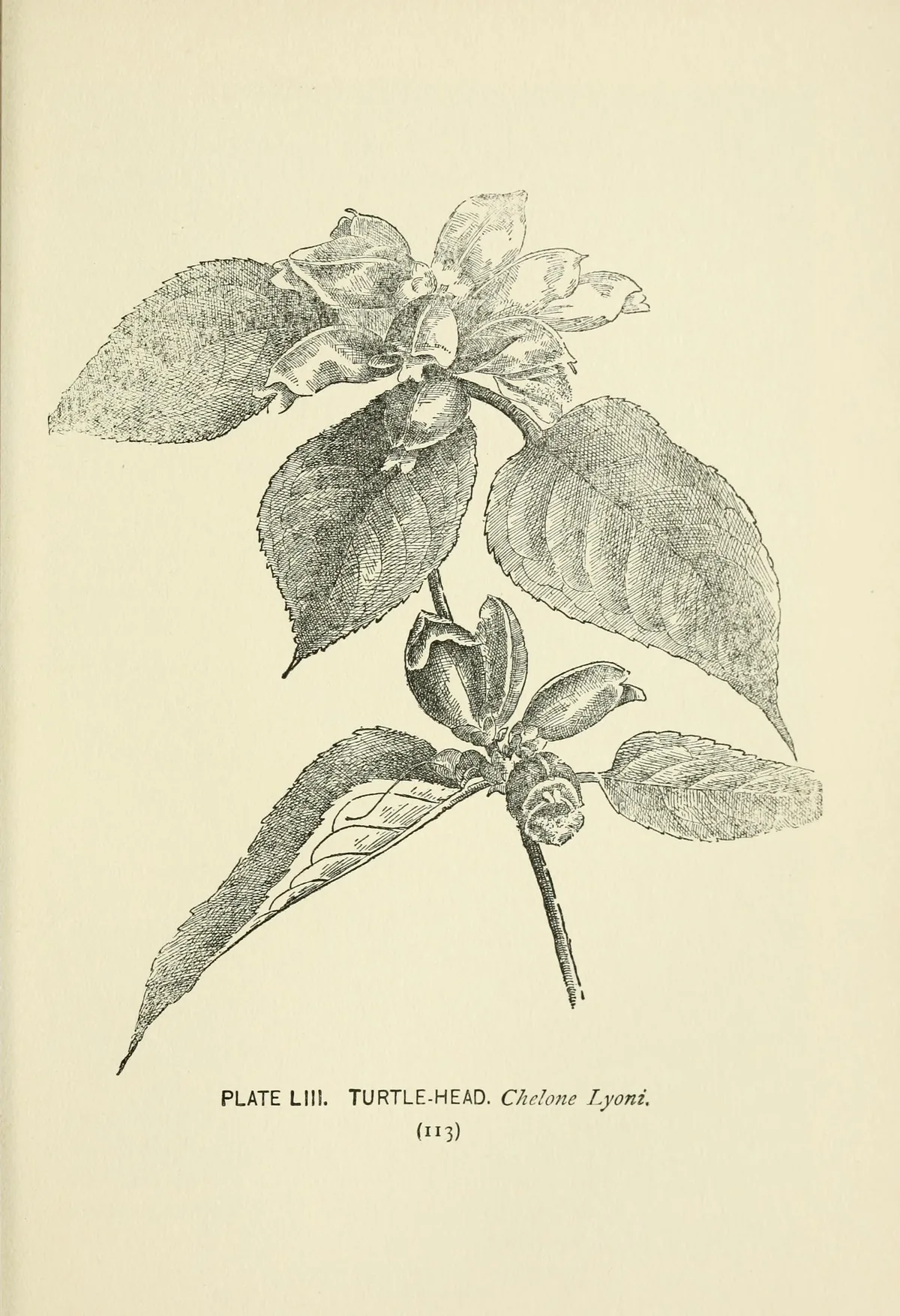 Chelone (Chelone lyonii), botanical illustration