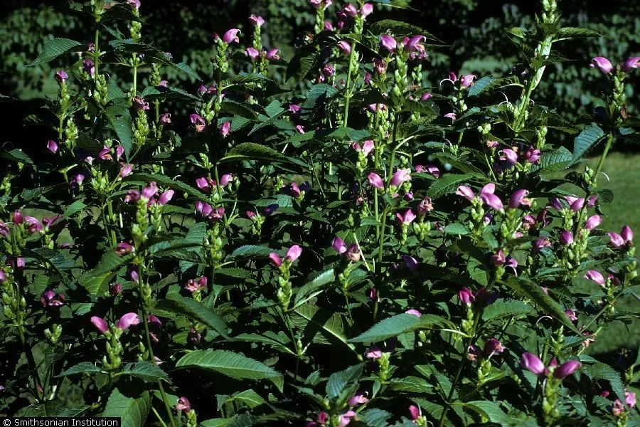 Chelone (Chelone lyonii), photograph