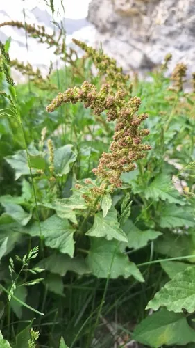 Photo: (c) Gergely Nigg, some rights reserved (CC BY) · cc-by · via iNaturalist Good King Henry (Chenopodium bonus-henricus), photograph