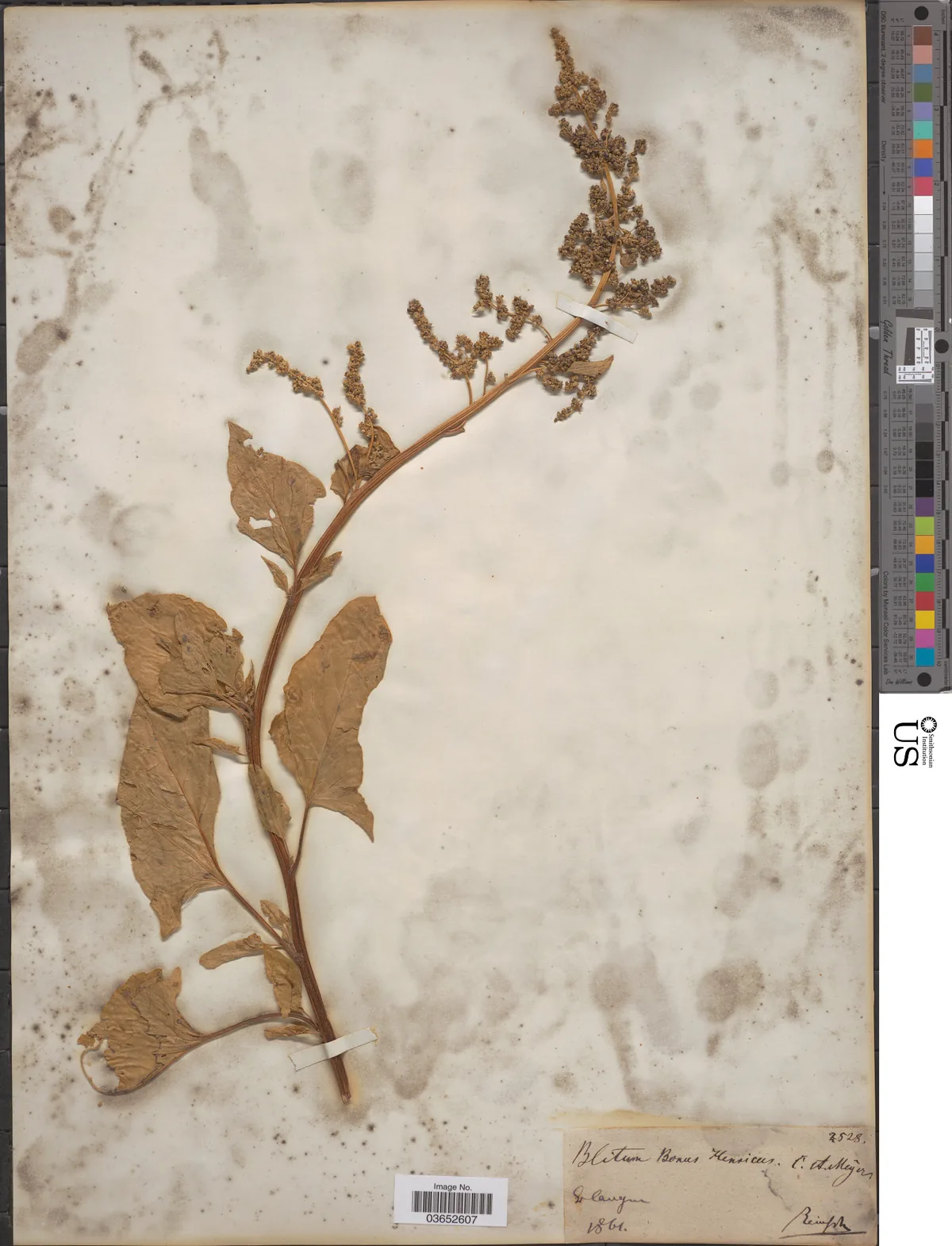 Good King Henry (Chenopodium bonus-henricus), photograph