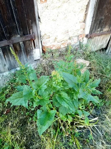 good king henry (Chenopodium bonus-henricus), photograph