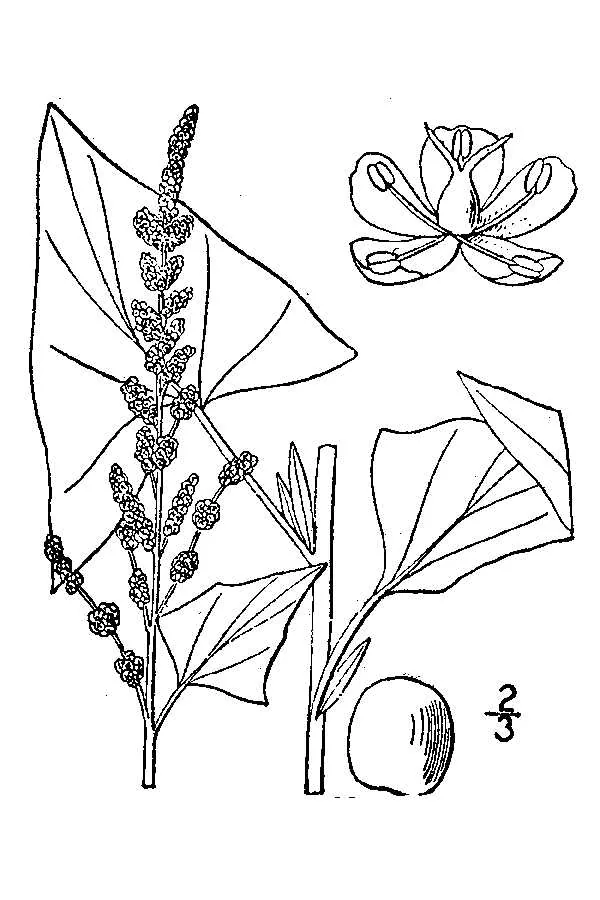 Good King Henry (Chenopodium bonus-henricus), botanical illustration
