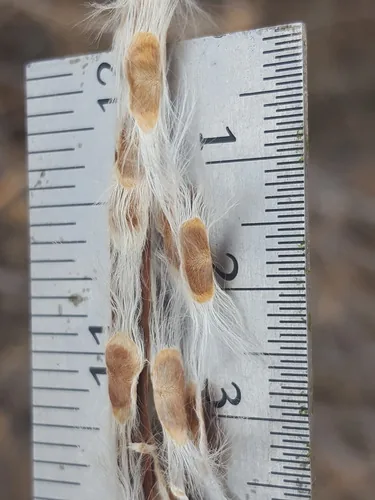 Desert Willow (Chilopsis linearis), photograph
