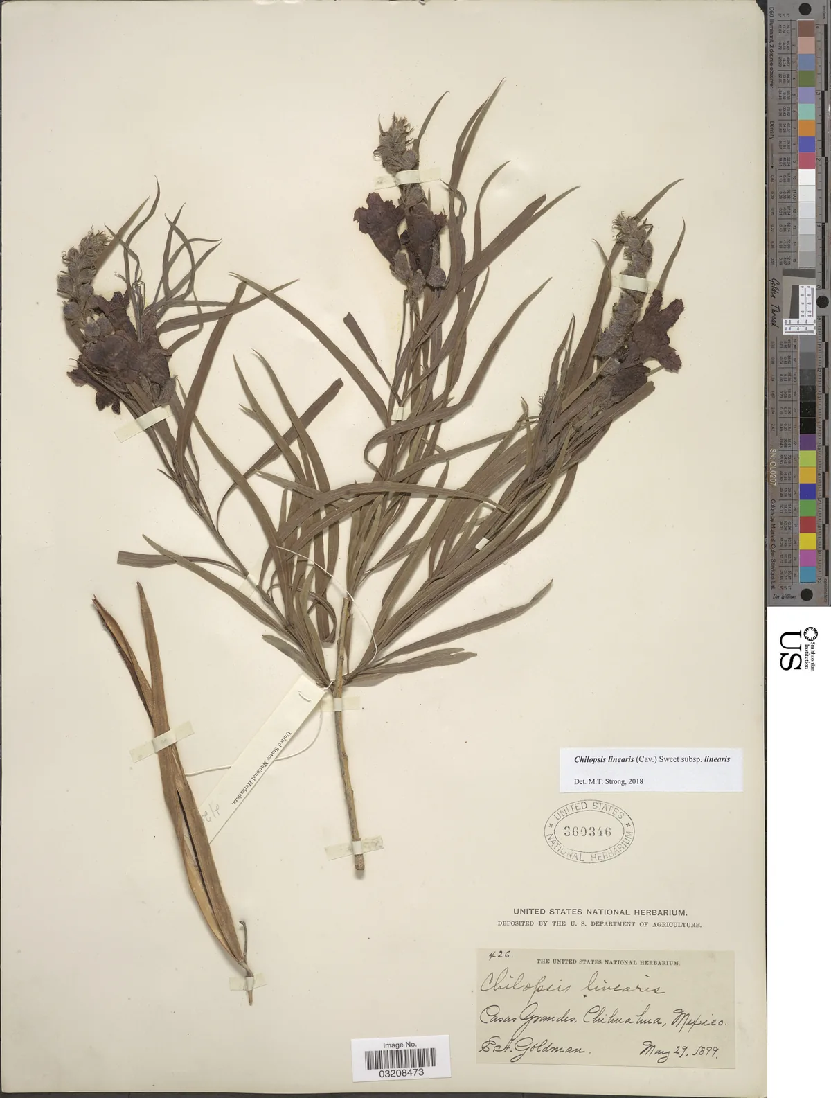 Desert Willow (Chilopsis linearis), photograph