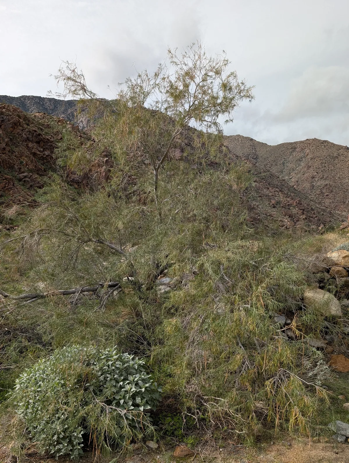Desert Willow (Chilopsis linearis), photograph