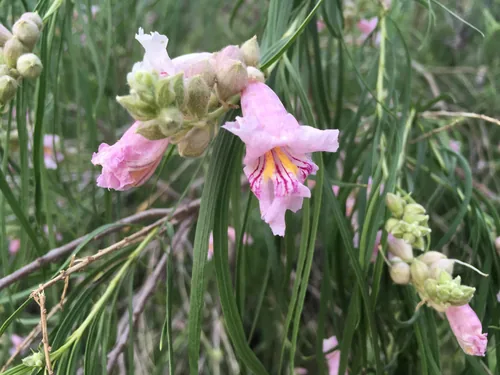 Desert Willow (Chilopsis linearis), photograph