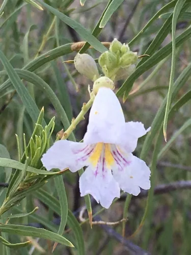 Photo: (c) W. Terry Hunefeld, some rights reserved · CC BY · via iNaturalist desert willow (Chilopsis linearis), photograph