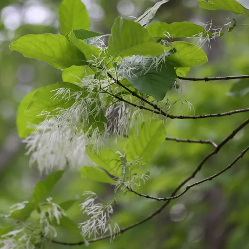 Photo: (c) Kathy Richardson, some rights reserved (CC BY) · cc-by · via iNaturalist Fringe Tree (Chionanthus virginicus), photograph