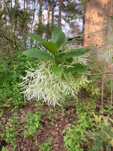 Fringe Tree (Chionanthus virginicus), photograph