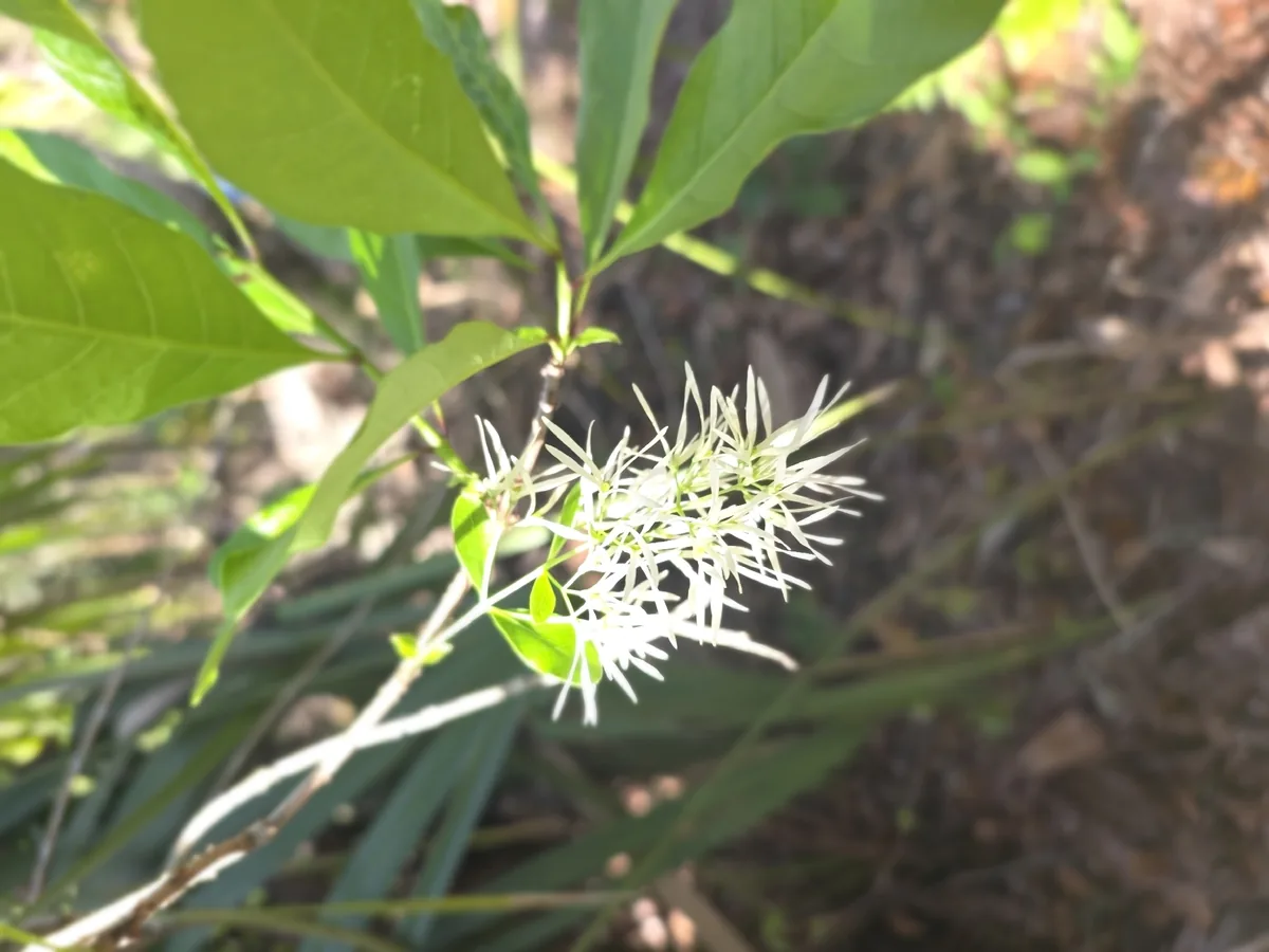 Fringe Tree (Chionanthus virginicus), photograph