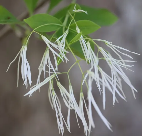 Photo: (c) Kathy Richardson, some rights reserved · CC BY · via iNaturalist fringe tree (Chionanthus virginicus), photograph