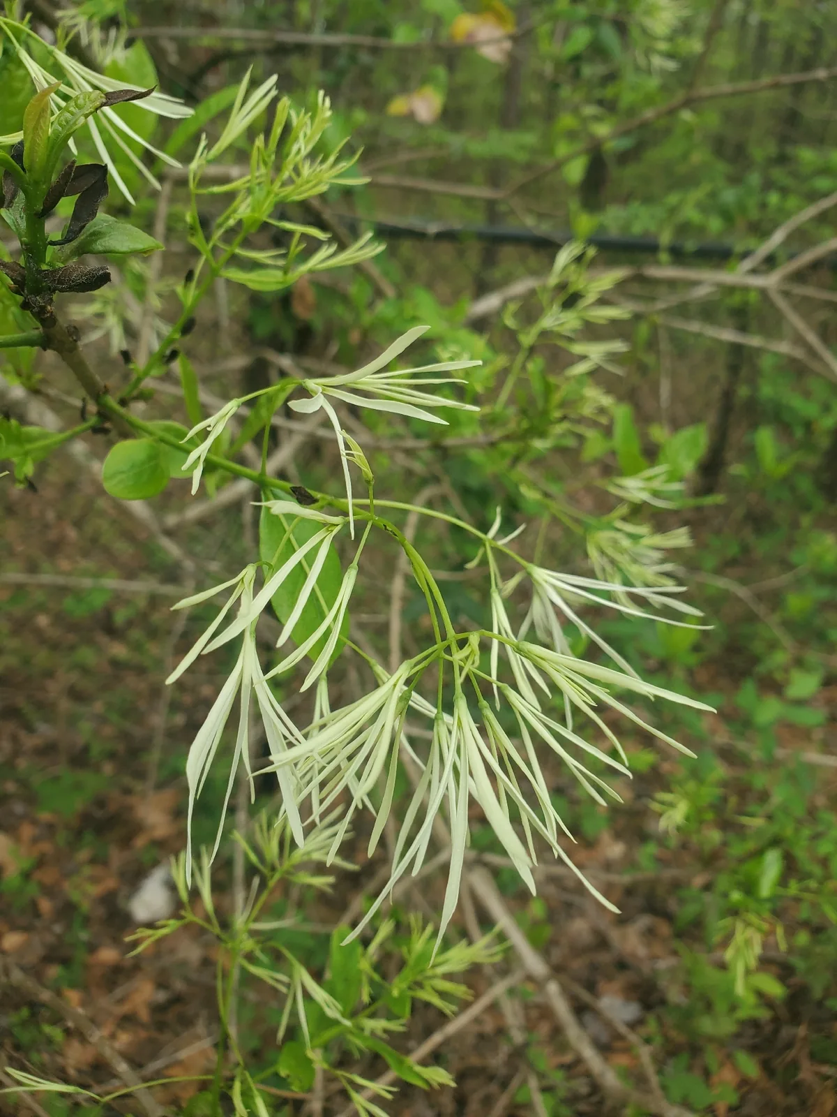 Fringe Tree (Chionanthus virginicus), photograph
