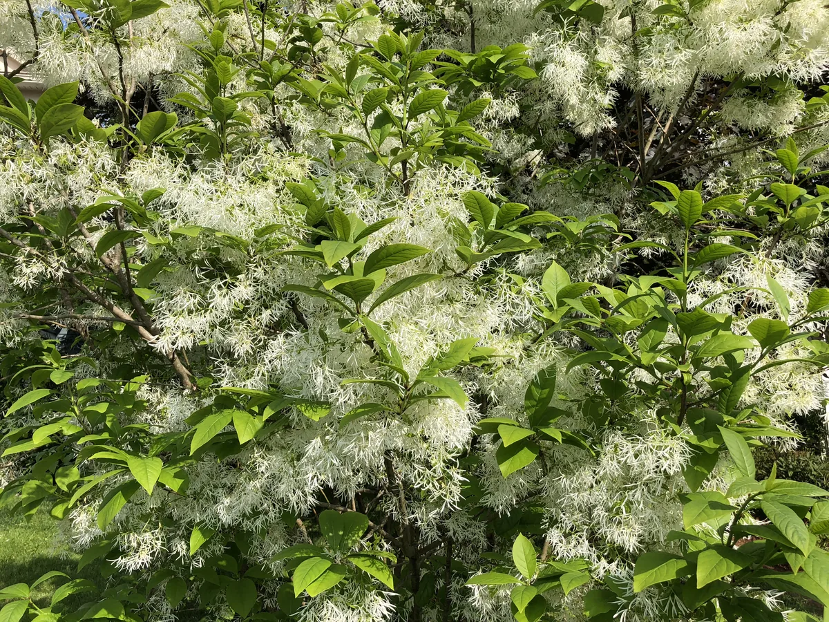 Fringe Tree (Chionanthus virginicus), photograph