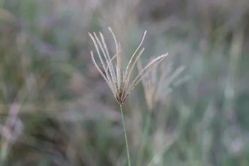 Photo: (c) Paul Hoekman, some rights reserved (CC BY) · cc-by · via iNaturalist Rhodes Grass (Chloris gayana), photograph