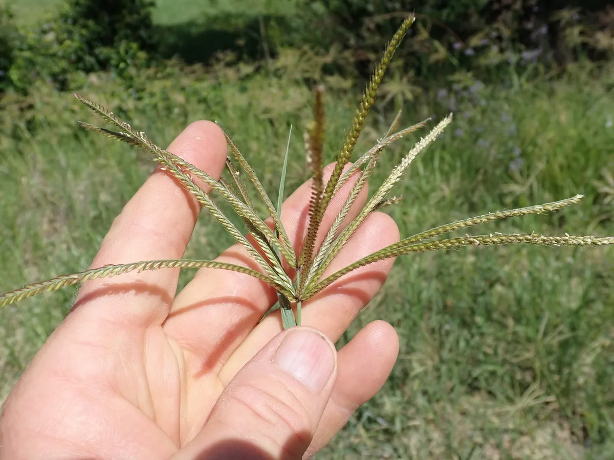 Rhodes Grass (Chloris gayana), photograph