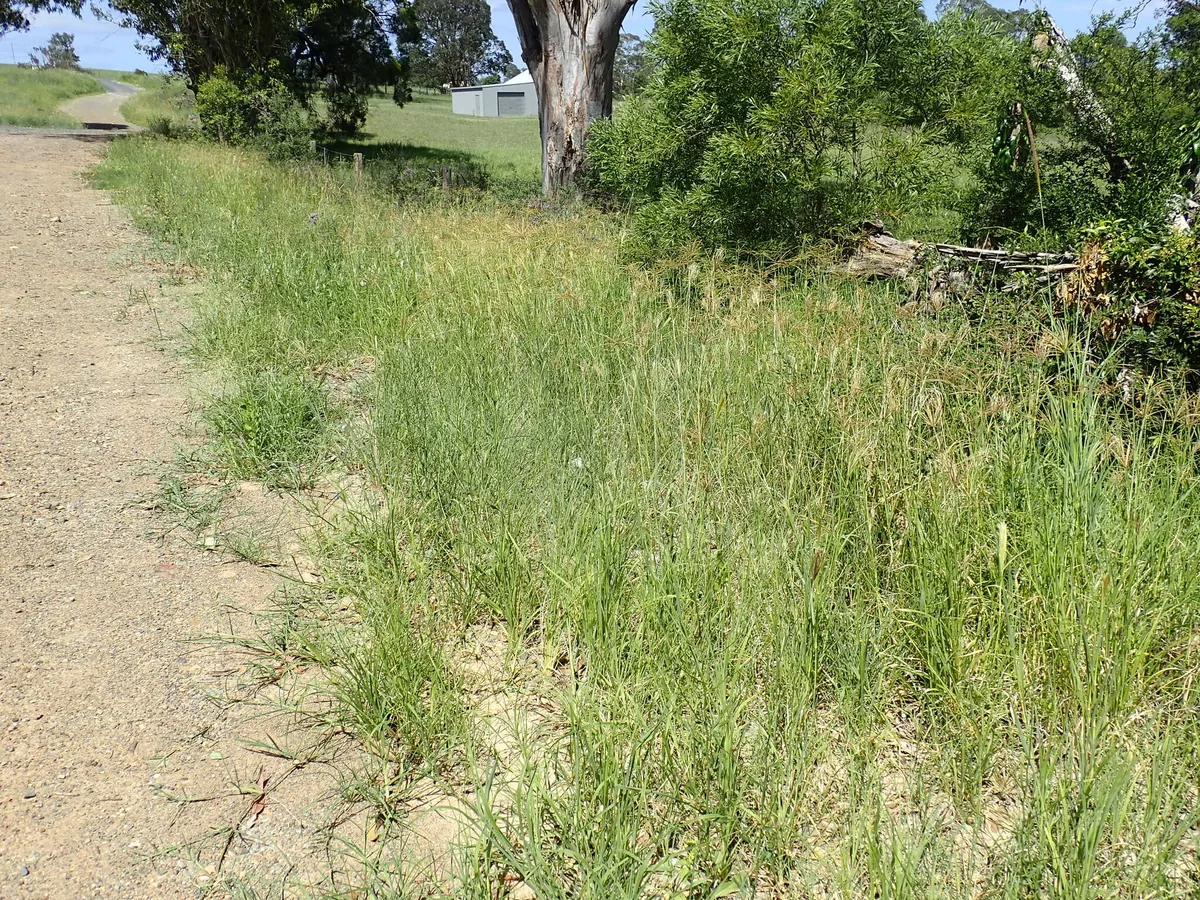 Rhodes Grass (Chloris gayana), photograph