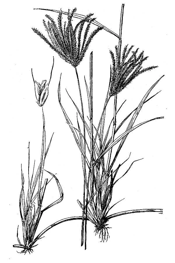 Rhodes Grass (Chloris gayana), botanical illustration