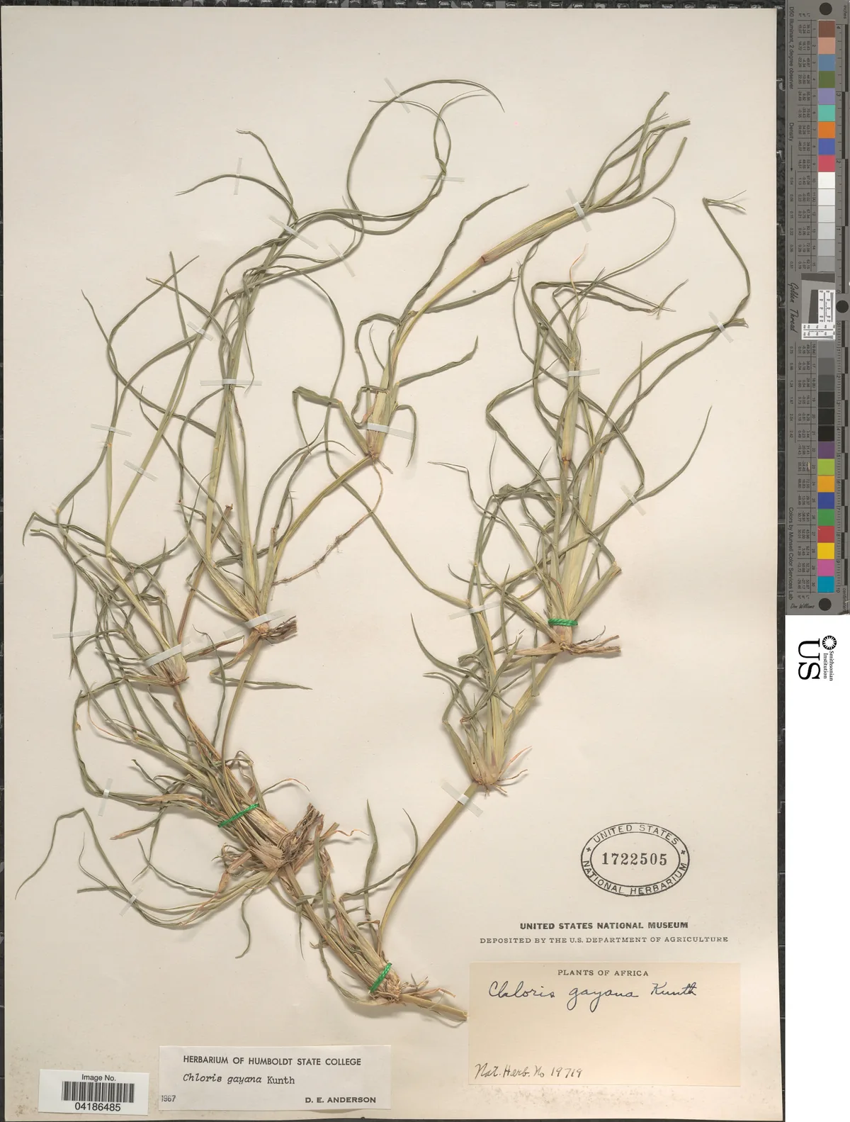 Rhodes Grass (Chloris gayana), photograph