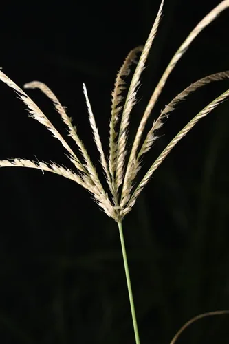 Photo: (c) Saryu Mae 前 朝琉, some rights reserved · CC BY · via iNaturalist rhodes grass (Chloris gayana), photograph