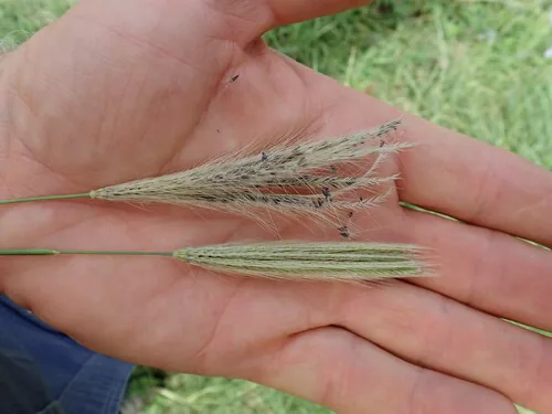 Feather Top Rhodes Grass (Chloris virgata), photograph