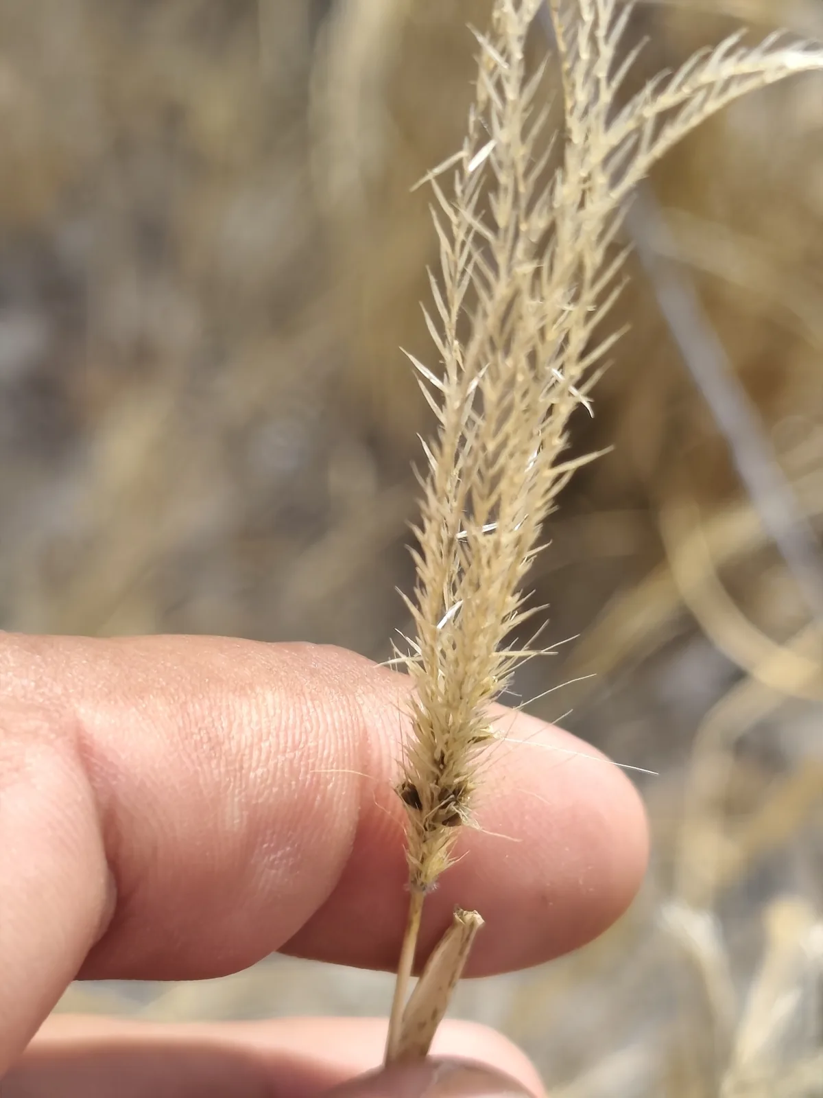 Feather Top Rhodes Grass (Chloris virgata), photograph