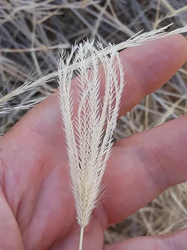 Photo: (c) Karim Haddad, some rights reserved (CC BY) · cc-by · via iNaturalist Feather Top Rhodes Grass (Chloris virgata), photograph