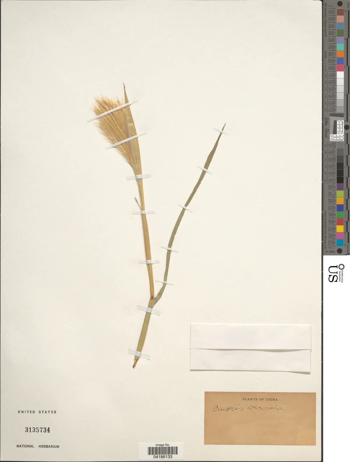 Feather Top Rhodes Grass (Chloris virgata), photograph