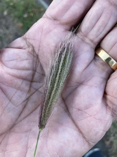 Feather Top Rhodes Grass (Chloris virgata), photograph