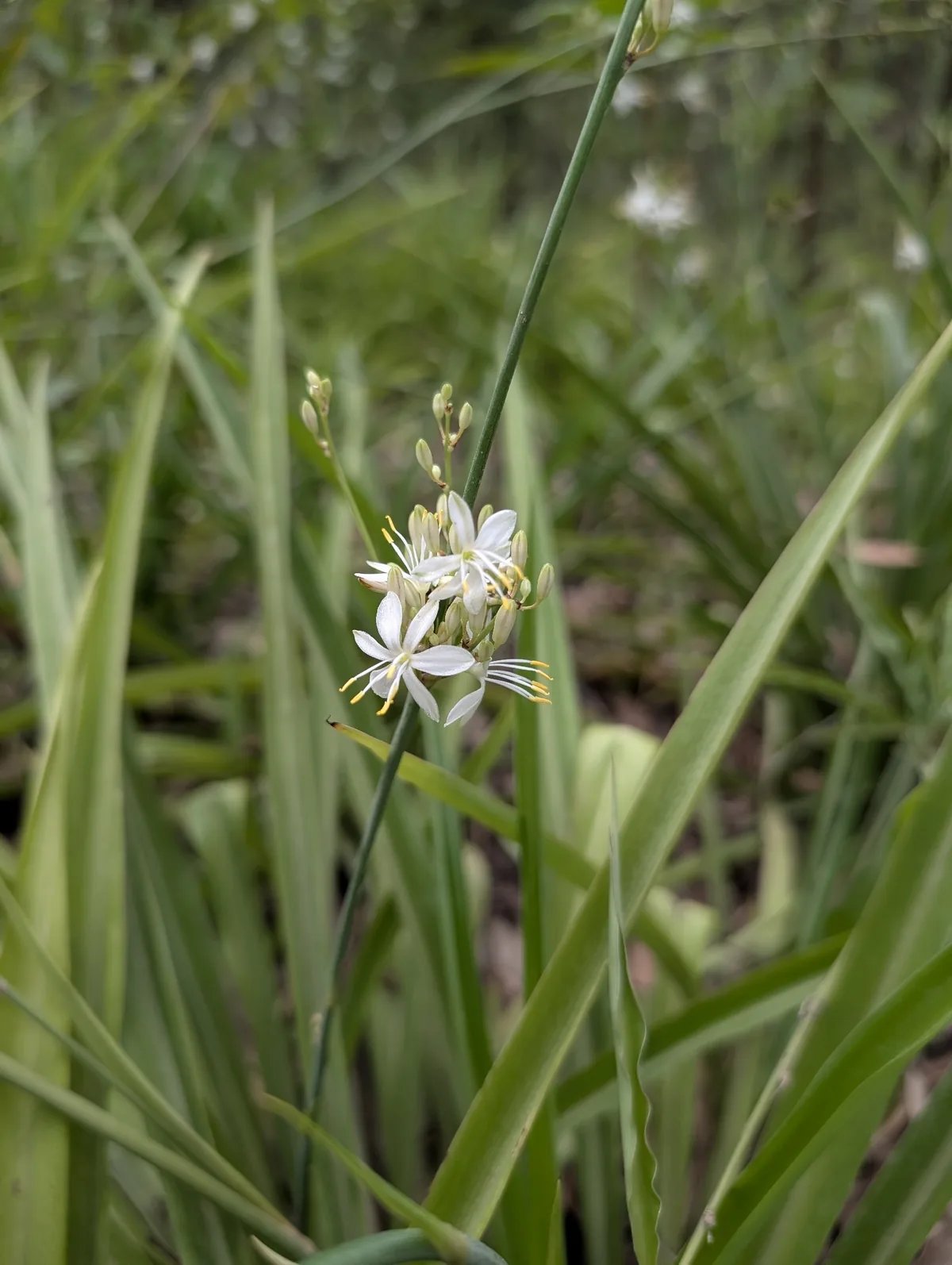 Spider Plant (Chlorophytum comosum), photograph