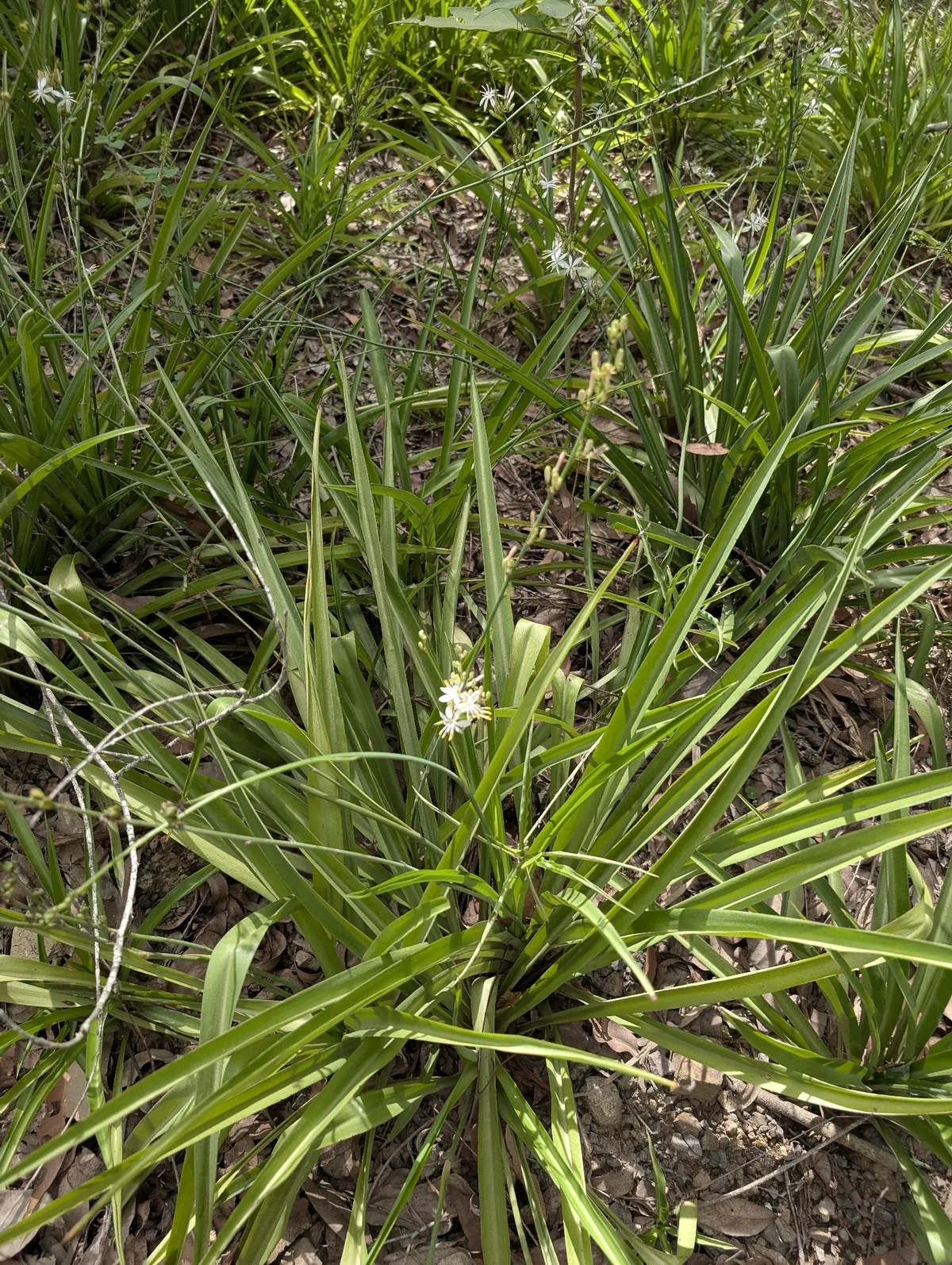 Spider Plant (Chlorophytum comosum), photograph