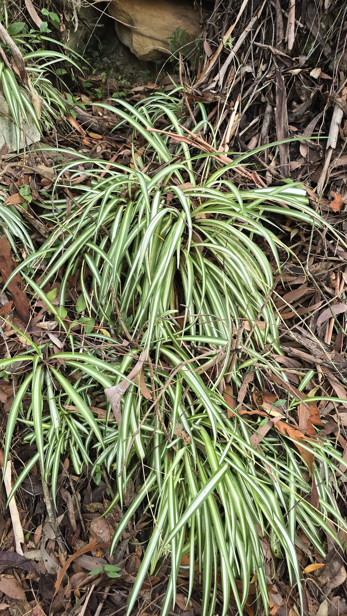 Photo: Petra Holland, via iNaturalist · CC BY · via GBIF spider plant (Chlorophytum comosum), photograph