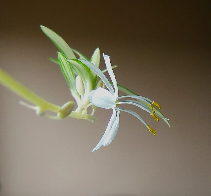 Spider Plant (Chlorophytum comosum), photograph